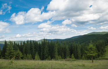 Fototapeta na wymiar trees in the Carpathian mountains