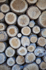 The texture of the wood, cuts of wood with patches of light. The woodpile, cut wood