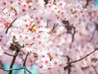 Cherry Blossoms 1653