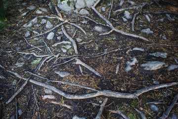 Natural texture of the roots on the ground. The thick interlacing of roots in the dark earth, eco background