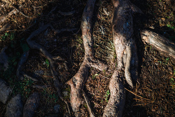 Natural texture of the roots on the ground. The thick interlacing of roots in the dark earth, eco background
