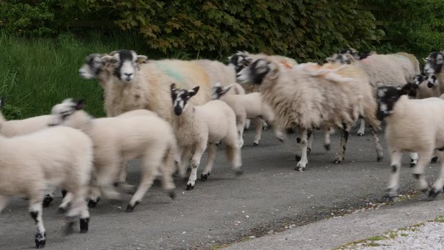 Flock of sheep running down a country road in a rural, countryside farm setting. There are Ewes and lambs