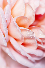 Unfocused blur rose petals. Abstract romance floral background. Close up.