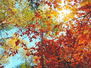 autumn background forest with oak trees and sunny beams
