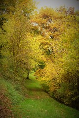 wald herbst