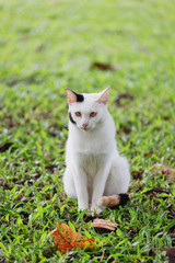 Naklejka na ściany i meble A white cat sitting on a green lawn