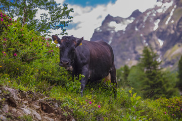 Cow in the alps