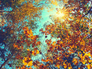 autumn background forest with oak birch trees and sunny beams