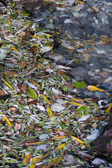 The surface of the river covered with fallen leaves