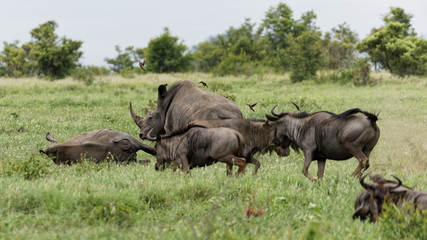 Fototapeta premium White rhinos camouflaged in the safe company of blue wildebeest
