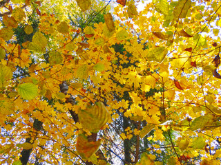 autumn background forest with oak birch trees and sunny beams