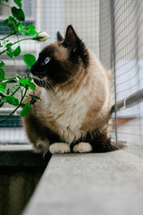 cat with blue eyes looking away