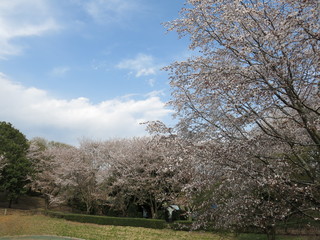 Fototapeta na wymiar 桜が咲く春の磯部桜川公園（桜池付近）　Isobe Sakuragawa Park
