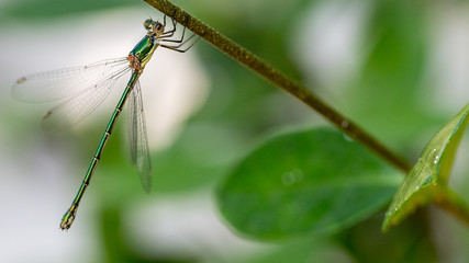 A dragonfly resting on a branch with its wings spread apart