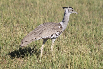 Kori bustard big heaviest flying bird