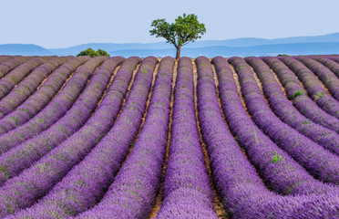 Lonely tree in the middle of a lavender field. France. Provence. Plateau Valensole.