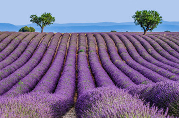 Picturesque lavender field against the backdrop of mountains in the distance. France. Provence....
