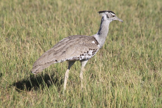 Kori Bustard Big Heaviest Flying Bird