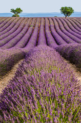 Fototapeta na wymiar Picturesque lavender field. France. Provence. Plateau Valensole.
