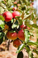 picture of a Ripe Apples in Orchard ready for harvesting,Morning shot