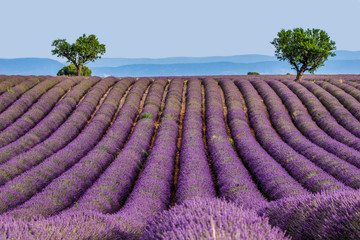 Fototapeta na wymiar Picturesque lavender field against the backdrop of mountains in the distance. France. Provence. Plateau Valensole.