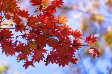 Autumnal ornament, red leaves of maple