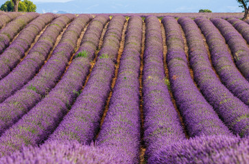 Fototapeta premium Picturesque lavender field. France. Provence. Plateau Valensole.