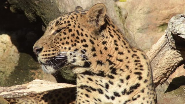 Sri Lankan leopard sunbathing in a natural park - Panthera pardus kotiya