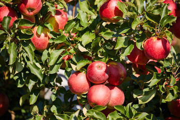 picture of a Ripe Apples in Orchard ready for harvesting,Morning shot
