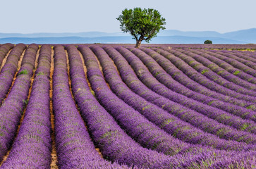 Fototapeta na wymiar Lonely tree in the middle of a lavender field. France. Provence. Plateau Valensole.