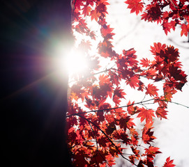 Autumnal ornament, red leaves of maple