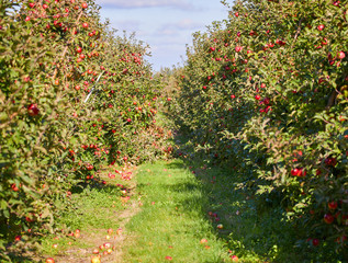 Fototapeta na wymiar picture of a Ripe Apples in Orchard ready for harvesting,Morning shot