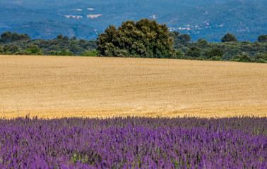 Picturesque lavender field and oat field. France. Provence. Plateau Valensole.