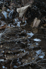 Frost columns on the ground