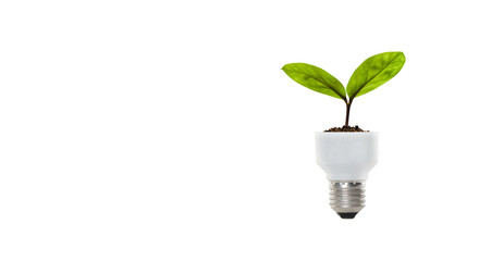 Light Bulb with sprout. Mixed media