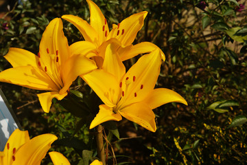 Fototapeta na wymiar Close up of beautiful yellow color lily ( Lilium ) flowers with leaves growing and blooming in garden, selective focusing