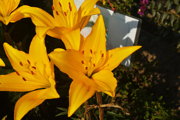 Close up of beautiful yellow color lily ( Lilium ) flowers with leaves growing and blooming in garden, selective focusing