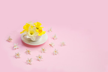 Beautiful fresh Narcissus in a cup on a pink background.