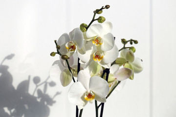 White blooming phaleopnopsis orchid flowers in a closeup. Photographed in a balcony with white wall in the background. Sunny summer day, sunlight creates shadow behind the flowers. Color image.