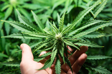 Growing cannabis. Cannabis growing in the grow tent. THC and CBD in pot. Indoor grow weed cultivation. Weed for recreational purposes.