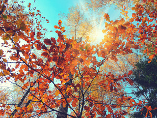 autumn background forest with oak trees and sunny beams