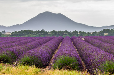 Fototapeta na wymiar Picturesque lavender field against the backdrop of mountains in the distance. France. Provence. Plateau Valensole.