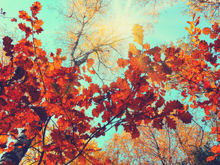 Obraz na płótnie Canvas autumn background forest with oak trees and sunny beams