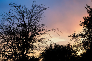 Dark silhouettes of trees on a sky background