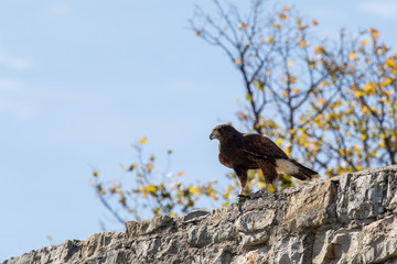 Adler