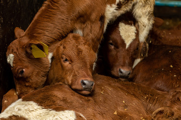 Fototapeta premium junge Kälbchen wärmen sich im Kuhstall und drücken sich eng aneinander