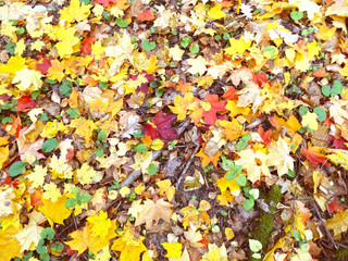 autumn background forest with maple trees and sunny beams
