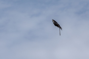 Vogeljagd