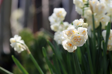 Light yellow half opened double narcissus / king daffodil flowers with green leaves. Perfect flowers for celebrating Easter & enjoying early spring. Closeup color image photographed in indoor garden.