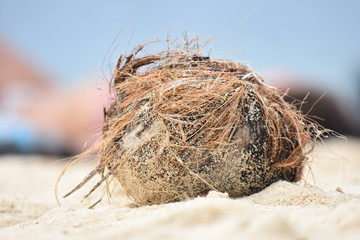 A Coconut Shell On Sandy Beach